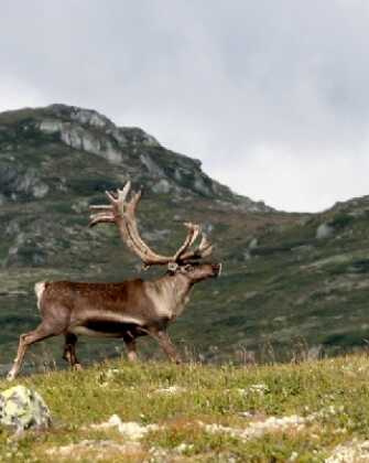 Tilbring noen herlige dager i den norske fjellheimen