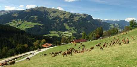 Wildpark Aurach
